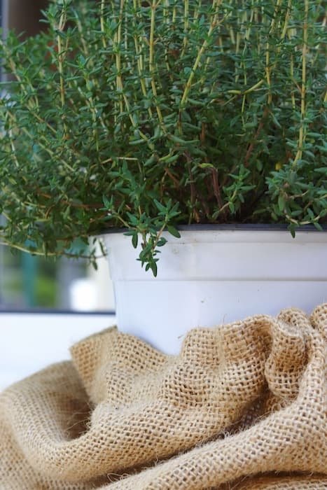 Photo d'un plant de thym dans un pot blanc.