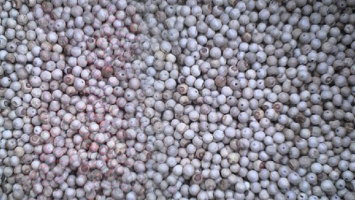 Cameroun : la production du poivre de Penja a atteint 300 tonnes en 2015 -  Investir au Cameroun