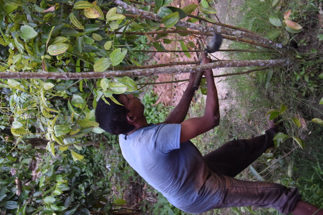 Photo d'un homme qui récolte la cannelle du Sri Lanka